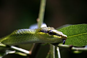 Green Tree Snake