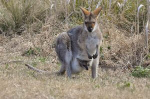 Kangaroo With Her Joey